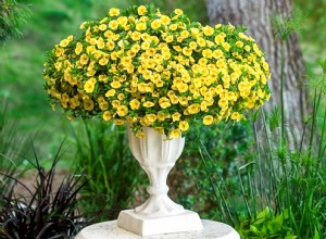 Superbells Lemon Slice Calibrachoa es el toque de color soleado que necesitan sus contenedores 