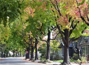 ¿Por qué las hojas cambian de color tan tarde este otoño? Los expertos explican por qué los árboles siguen siendo verdes 