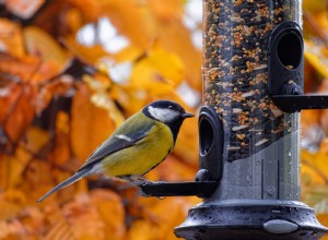 8 errores comunes en los comederos para pájaros que podrías estar cometiendo (y cómo solucionarlos) 