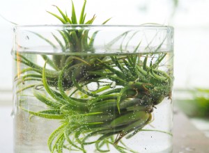 Cómo regar las plantas de aire para mantenerlas felices y saludables 