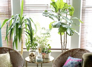 5 habitaciones mejoradas con adorables plantas de interior 