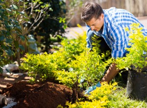 Cómo mover plantas a su nuevo hogar 