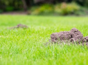 Cómo deshacerse de los lunares en su jardín 