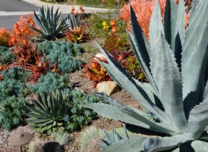 Ideas de xerojardinería:una guía para convertir su paisajismo 