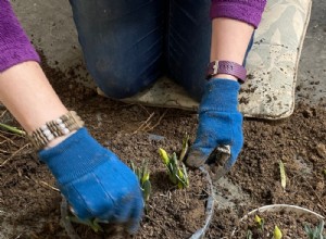 Trasplante de narcisos en enero