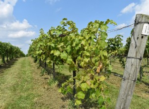 Vinos de Primavera:Tintos