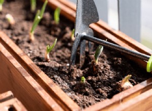 Cómo cultivar cebollas:la guía completa para productores de traspatio