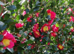 Árboles de camelia de Sasanqua:la guía definitiva para el jardinero de jardín