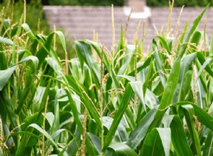 La guía completa para plantar, cultivar y cosechar maíz