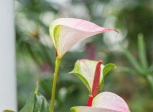 Guía de Anthurium:cómo cuidar una flor de flamenco