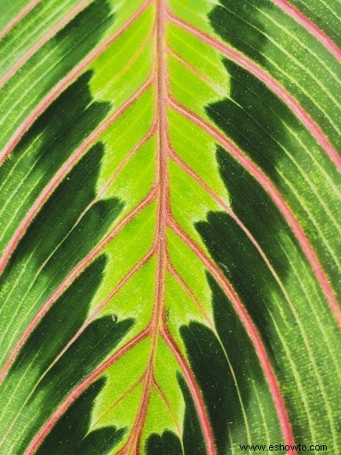 Guía de plantas de oración:cómo cuidar una planta de Maranta