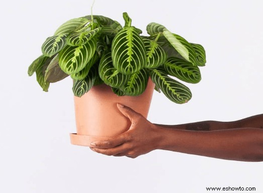 Guía de plantas de oración:cómo cuidar una planta de Maranta