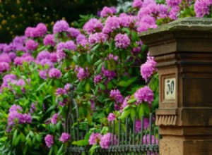 Guía completa de plantación y cuidado de rododendros