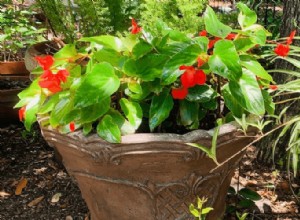 Guía de begonias:cómo cuidar las begonias de interior y exterior