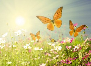 Atraer mariposas:las mejores flores para el hábitat de las mariposas