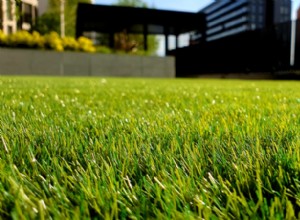 ¿Germinará la semilla de hierba sobre la tierra