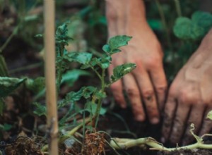 Cómo plantar y cultivar espárragos