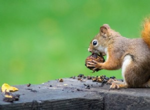 Cómo mantener a las ardillas fuera de su jardín