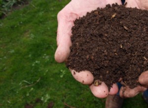 ¿Qué plantas crecen en suelos alcalinos?