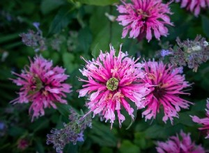 10 plantas que atraen colibríes a su jardín