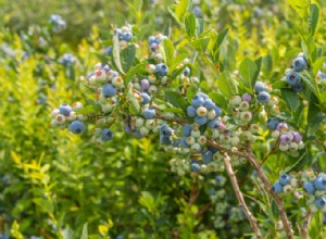 Cómo cultivar arándanos