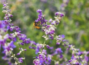 7 plantas que atraen abejas a su jardín