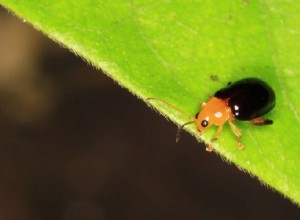 5 razones por las que las hojas de su planta se vuelven amarillas