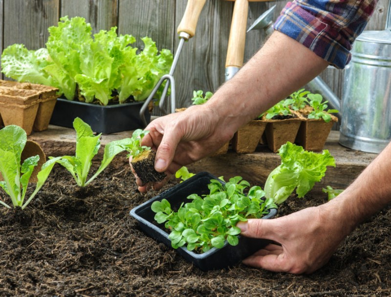 Cómo cultivar perejil