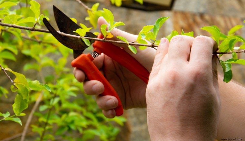 Cómo cultivar perejil