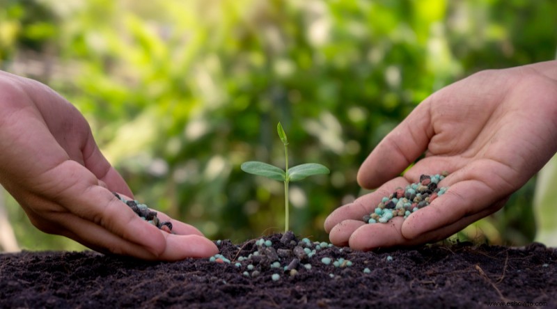 Cómo cultivar perejil