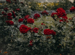 Plantas que nunca debes cultivar juntas