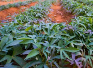 Cómo plantar y cultivar batatas en su patio trasero