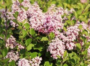 8 arbustos en flor para pleno sol