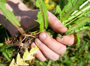 5 consejos para el mantenimiento de jardines de verano