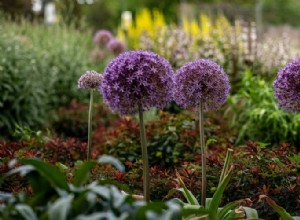 9 flores que florecen todo el verano