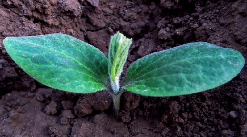 Por qué deberías estar matando plantas