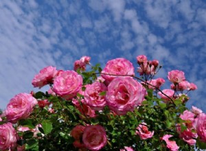 8 flores de verano que pueden aumentar su atractivo exterior