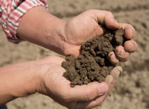 Por qué la reutilización de tierra de jardín en macetas puede dañar sus plantas