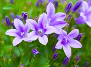 Las 10 plantas perennes más hermosas que florecen todo el verano