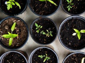 Todo lo que necesita saber sobre la plantación de manzanos