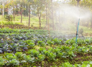 ¿Cuál es la mejor hora del día para cosechar las verduras?