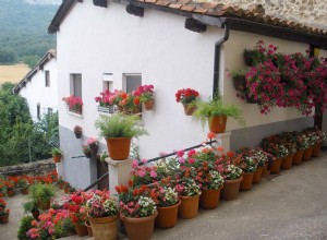 10 de las mejores flores para macetas