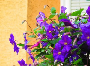 7 variedades de Clematis Vine para agregar a su espacio exterior