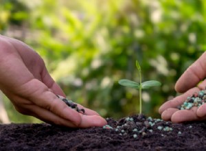 ¿Cuál es la mejor hora del día para fertilizar tus plantas?