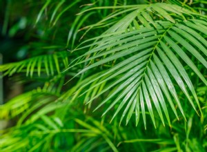 8 plantas de la selva para crear un jardín tropical