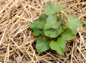 6 maneras de usar paja en su jardín