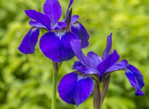 6 flores rojas, blancas y azules para un jardín patriótico