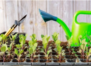 Cómo cultivar y cuidar el brócoli