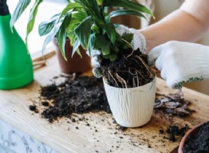 Con qué frecuencia trasplantar las plantas