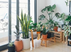 Cómo trasplantar plantas de interior